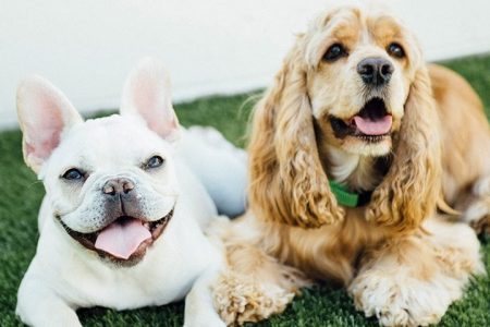 French Bulldog and Cocker Spaniel