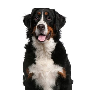 Bernese Mountain Dog