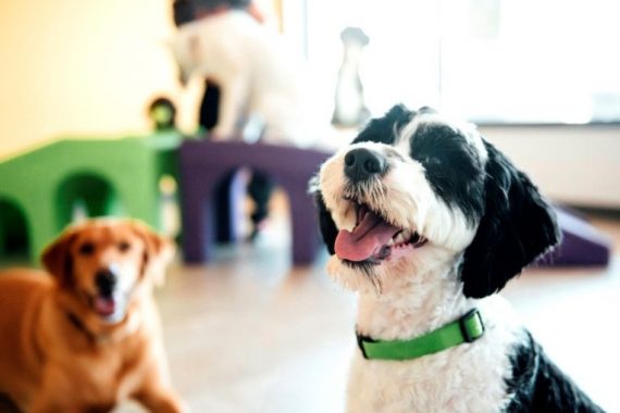 Dog with Green Collar and Tongue Out