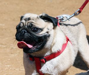 PantingPug