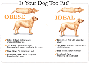 WeightChart