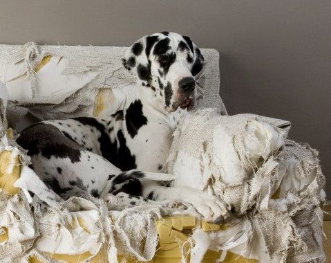 Dalmation Sitting on Chewed Up Chair