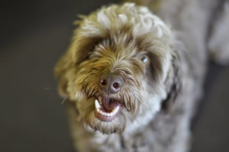 Brown Dog with Light Brown Eyes