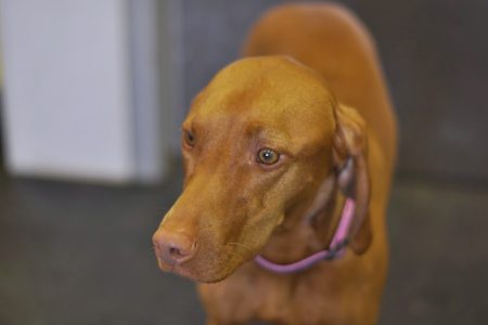 Vizsla Dog with Ears Back