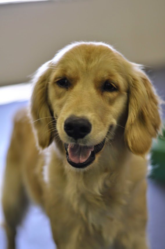 Dog Daycare Coquitlam
