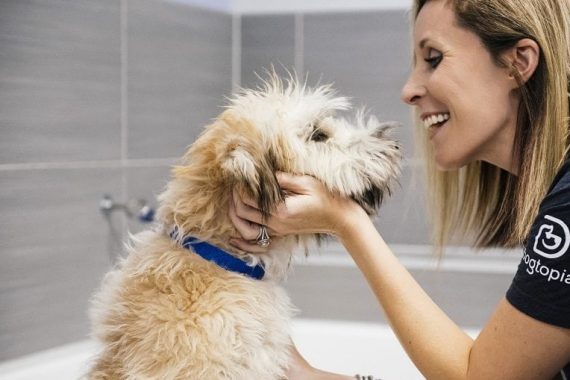 Dog feeling fresh and clean after spa bath