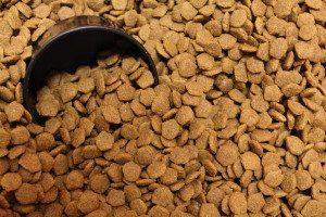 Should You Feed Your Dog Raw Food Dogtopia