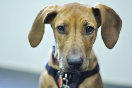 Dog with Floppy Ears