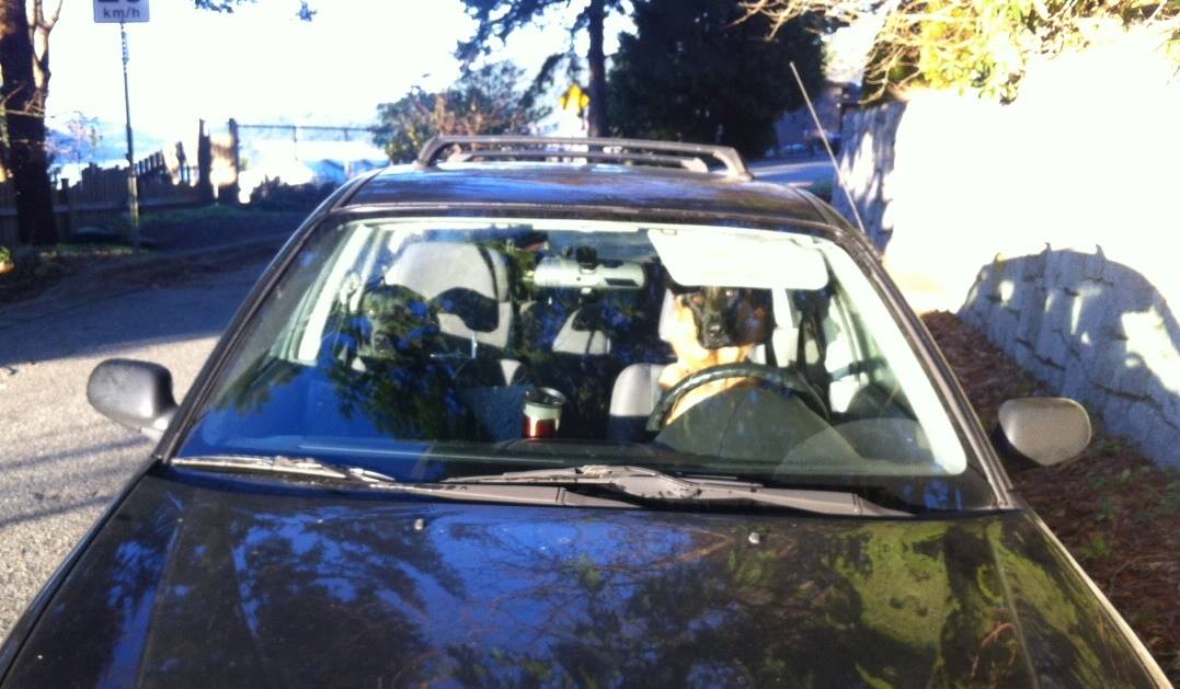 Two Dogs Sitting in Car