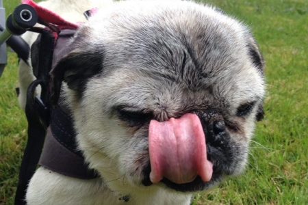 Pug Licking its Nose
