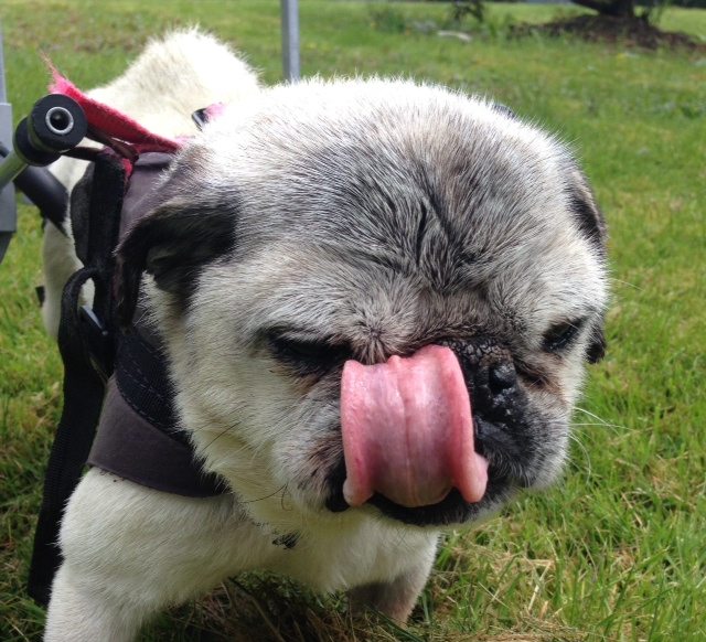 Pug Licking its Nose