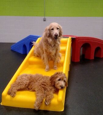 Dogs in Dogtopia Playroom