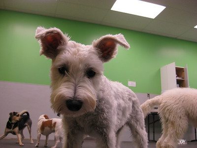 Dog with Big Ears