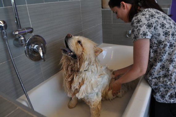 Sharpei Getting Bath