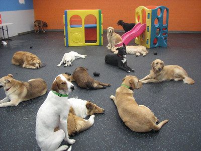 Doggies Lying in Playroom