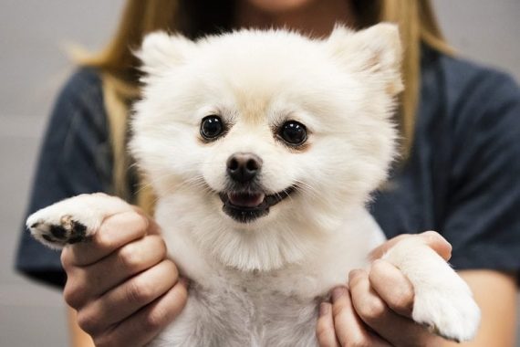 White happy dog