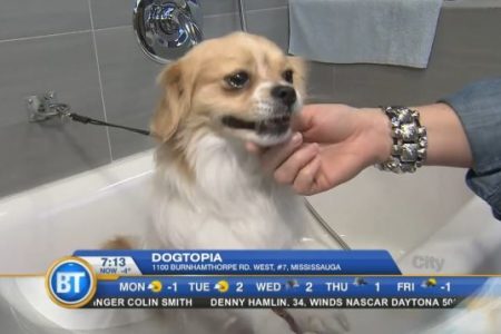 Dogtopia on Breakfast TV Toronto