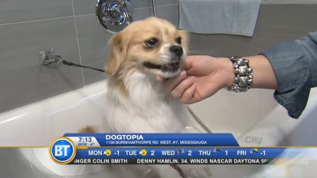 Dogtopia on Breakfast TV Toronto
