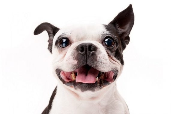 Smiling Boston Terrier Dog on White Background Close-up