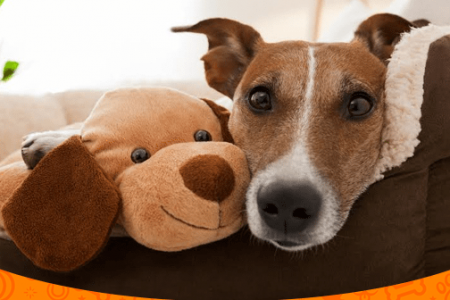 Dog Cuddling with Dog Plush
