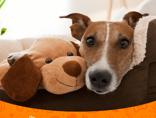 Dog Cuddling with Dog Plush