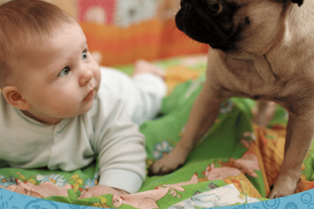 Baby and Pug