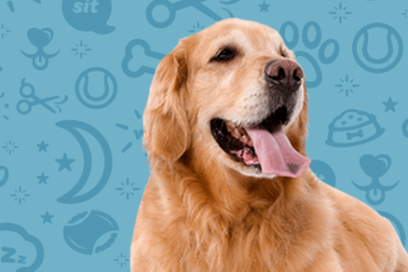 Golden Retriever Tongue Out Banner