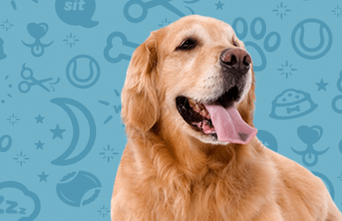 Golden Retriever Tongue Out Banner