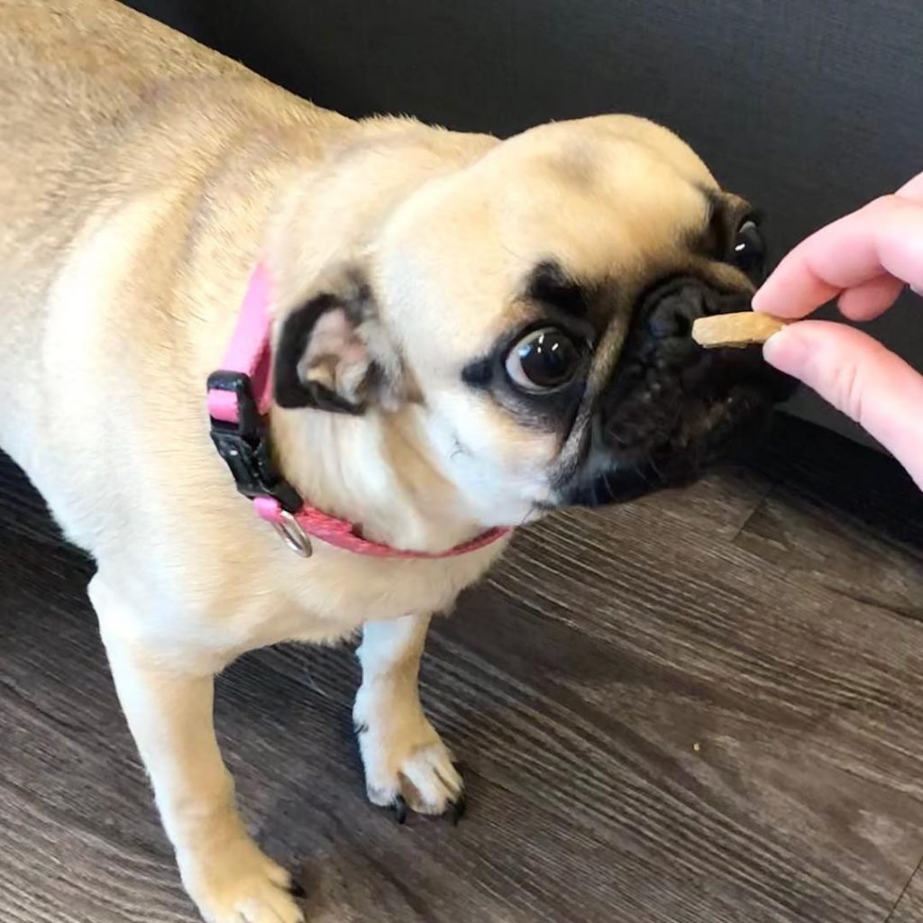 Dog Treats So Easy You Can Make Them at Home Dogtopia