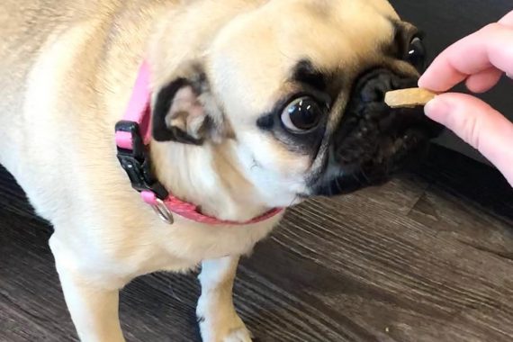 Pug Eating Treat