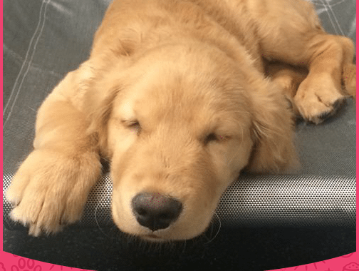 Sleeping Golden Retriever Puppy