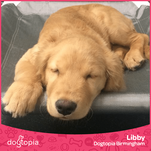 Sleeping Golden Retriever Puppy
