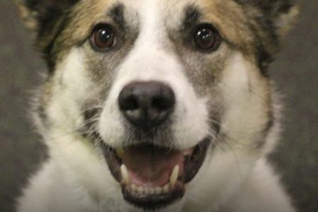Jasper from Dogtopia Erindale