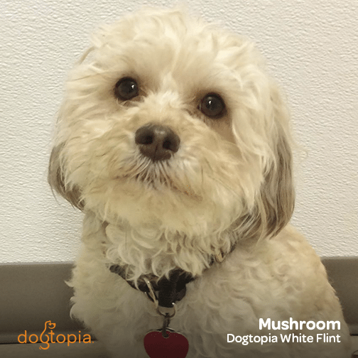 Mushroom from Dogtopia White Flint