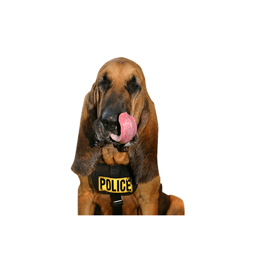 Bloodhound with Tongue Out