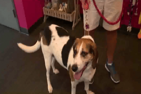 Beagle