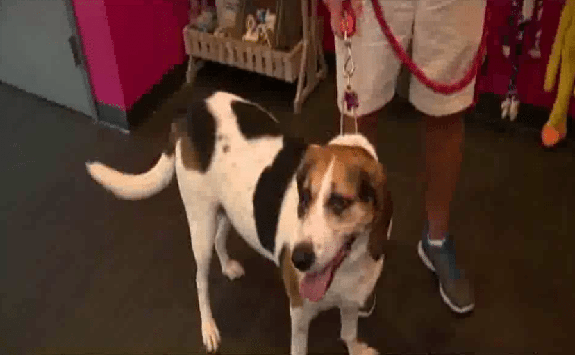 Beagle