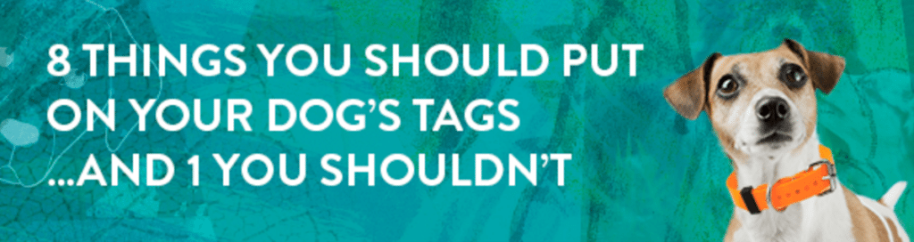 what should you put on your dogs tag