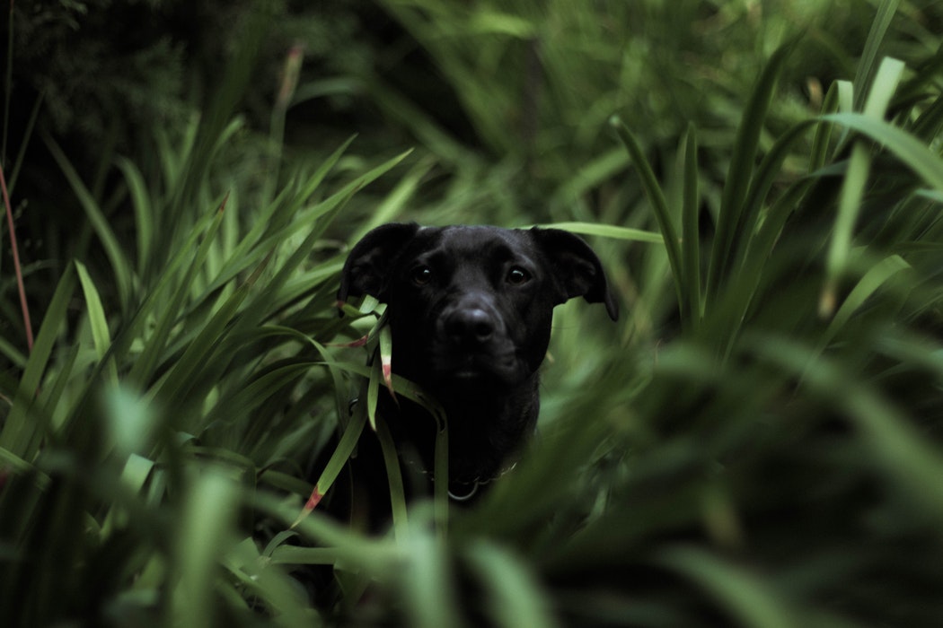 Black Dog Hiding in Grass