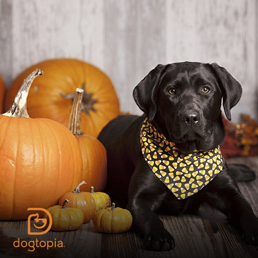 Dogtopia Halloween Theme