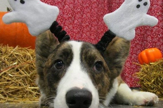 Dog Wearing Ghost Headband