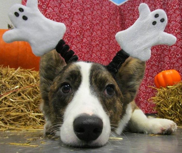 Dog Wearing Ghost Headband