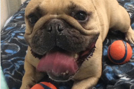 Dog Playing with Orange Balls