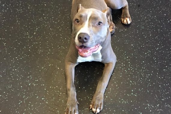 Dog Lying on Floor Looking Up