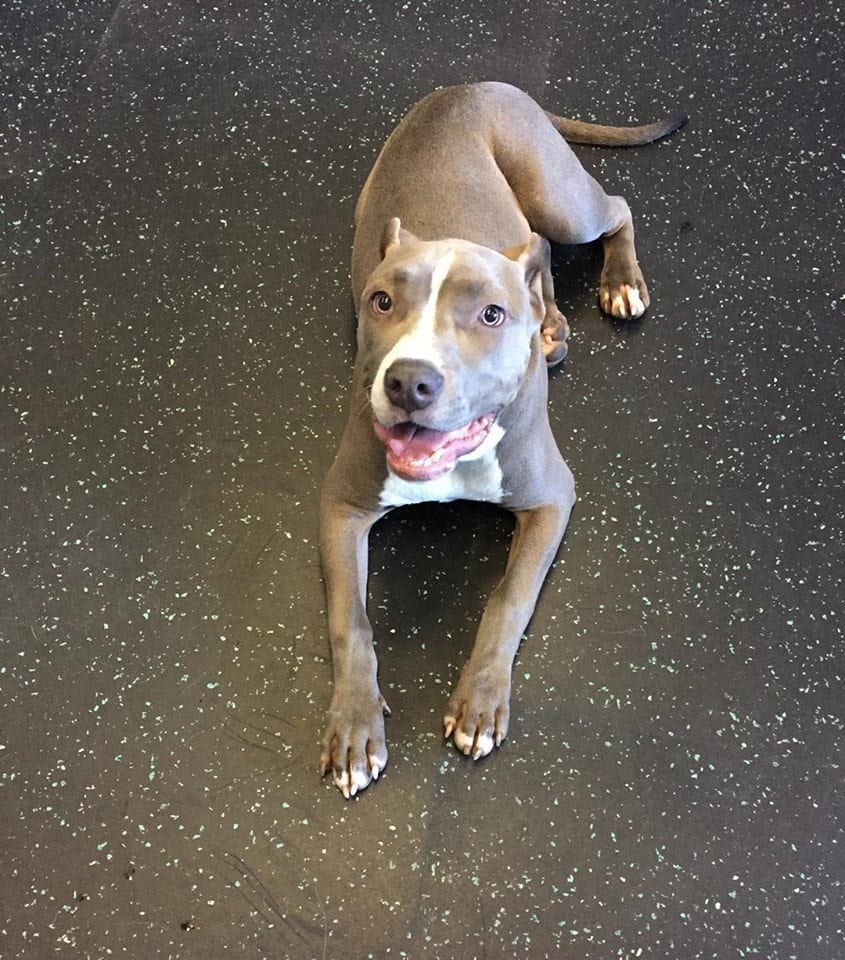 Dog Lying on Floor Looking Up