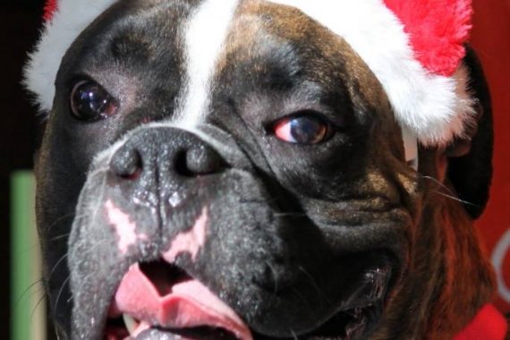 Dog Wearing Santa Hat