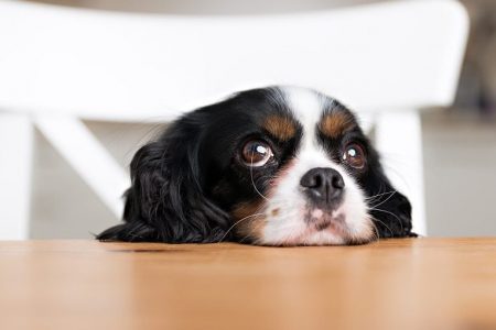Cute dog begging for food at the kitchen table