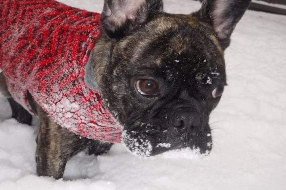 Frenchie in the Snow