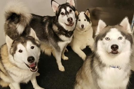 Four Huskies