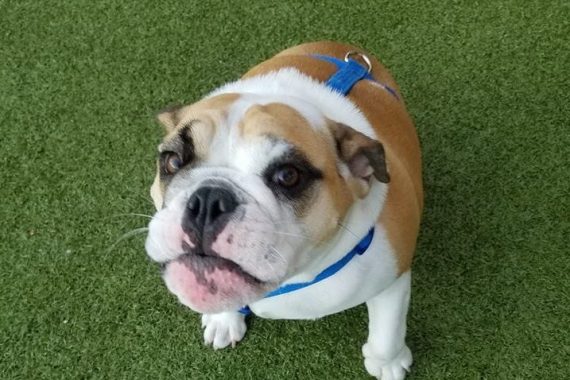 Bulldog Sitting on Grass